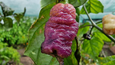 KNESSiN Fast Growing Peach California Reaper Chilli Seeds For Planting-(1200 Seeds) Seed(1200 per packet)