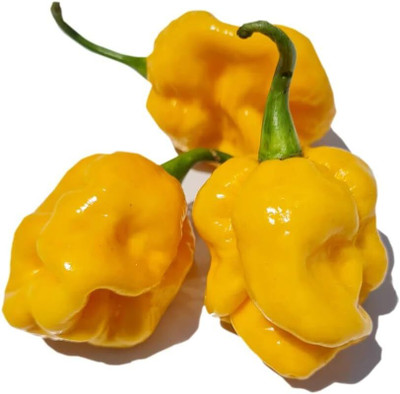 Biosnyg Open-Pollinated Trinidad Yellow Scorpion Chilli Seeds For Planting-(4000 Seeds) Seed(4000 per packet)
