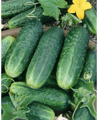 WHYGI Carolina F1 Hybrid Cucumber Seeds-CuC_659 Seed(100 per packet)