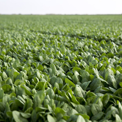 Quentova Palak Spinach Vegetables-RXI-11D Seed(200 per packet)