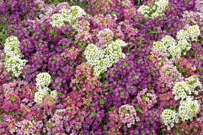 VINGTON Alyssum Wonderland Mix Flower Seed(80 per packet)
