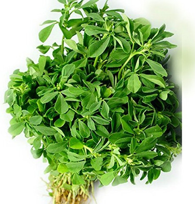 WILLVINE Farmer Leafy Vegetables Seeds : Methi Seeds-[2000 Seeds] Seed(2000 per packet)