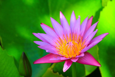 BHARAT JADI BOOTI lotus,kamal gatta Seed(10 per packet)