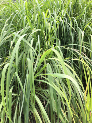 Qualtivate KGF -36 Lemon Grass Cymbopogon Flexuosus Seed(500 per packet)