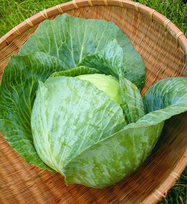WILLVINE CABBAGE HYBRID VARIETY Seeds-[2000 Seeds] Seed(2000 per packet)