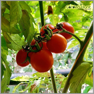 ibains Hybrid tomato vegetable seeds Seed(110 per packet)
