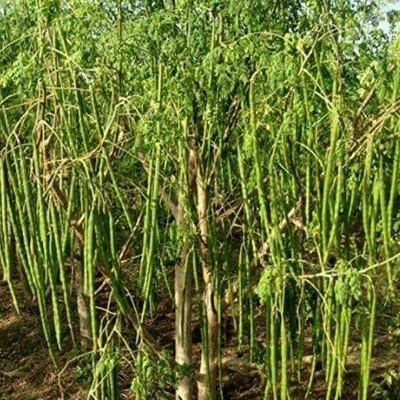KNESSiN Short (Drum Stick/Saijan ki Phalli/Saragavo) Seeds Seed(50 per packet)
