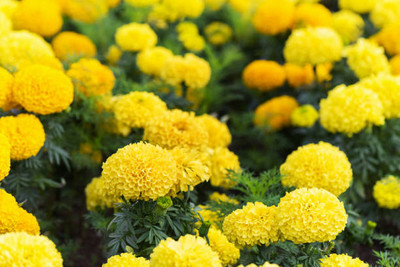 Shyamkripa Criation marigold/gende ka phool flower seeds Seed(75 per packet)
