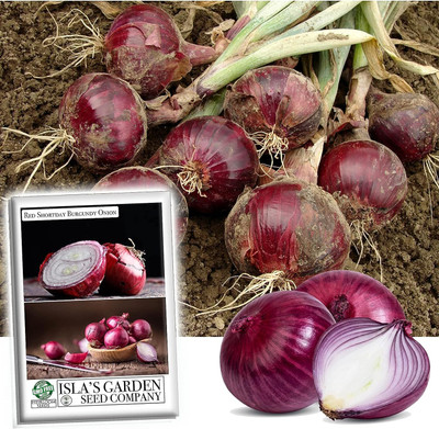 WILLVINE HUA -III Red Shortday Burgundy Onion Seeds [10g] Seed(7500 per packet)