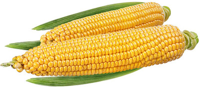 CEZIUS ORGANIC Corn Seeds Makka (मक्का के बीज) Seed(50 per packet)