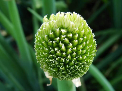 Qualtivate KXL-9AT Welsh Bunching Onion Green Seed(500 per packet)