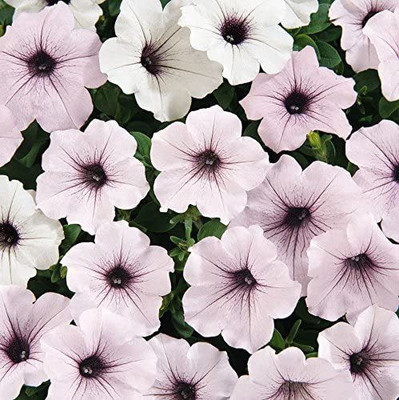 VibeX KGF -71 - Hybrid Tidal Wave Silver Petunia - (60 Seeds) Seed(60 per packet)