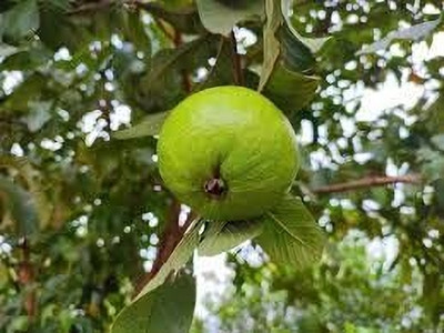 Aywal Gauva Fruit Seed(20 per packet)