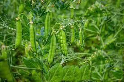 KANAYA Pea (Matar) Seed(18 per packet)