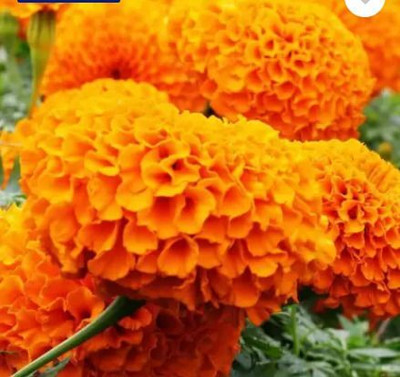 KrishnaNursery AGRO Hybrid Seeds Marigold All seson Genda Flower Seeds For Home Garden Seed(50 per packet)