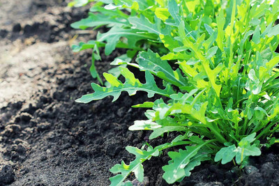 CYBEXIS LXI-22 - Arugula (Slow Bolt) - (750 Seeds) Seed(750 per packet)
