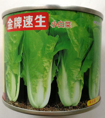 KNESSiN XI-79 Chinese Cabbage Seed(500 per packet)