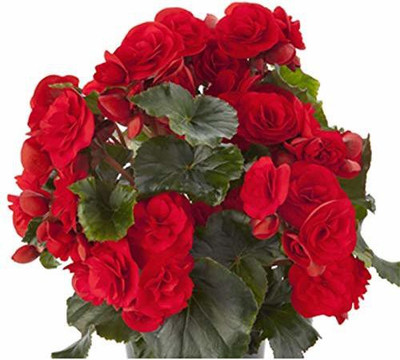 VibeX TLX-24 - Begonia Beautiful Multi-Colour Flowers - (270 Seeds) Seed(270 per packet)