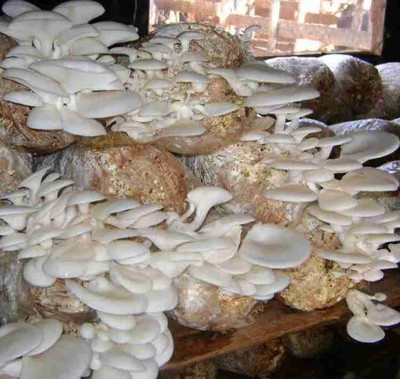 sirian oyester mushroom seeds Seed(35 per packet)
