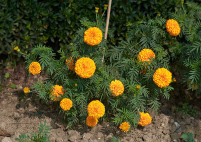 Kishori Creation marigold/gende ka phool flower seeds Seed(75 per packet)