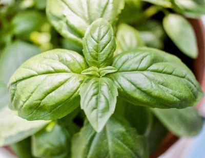 XEFRA basil Seed(50 per packet)