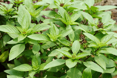 VibeX GBPUT-44 - Sweet Large Leaf Thai Basil - (4500 Seeds) Seed(4500 per packet)