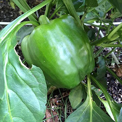 CYBEXIS GBPUT-95 - Capsicum Green ANDHRA-115 - (150 Seeds) Seed(150 per packet)