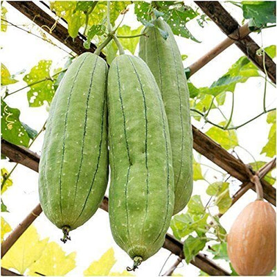 VibeX Sponge Gourd F1 Hybrid Seeds[500 Gms, 2500 Seeds] Seed(2500 per packet)