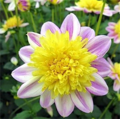 CYBEXIS LXI-73 - Rare Varieties Unique Blue Fireball Dahlia Mixed Color - (540 Seeds) Seed(540 per packet)