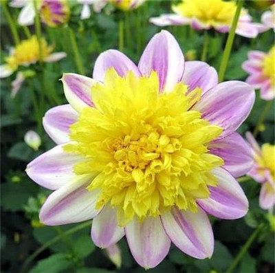 CYBEXIS TLX-7 - Rare Varieties Unique Blue Fireball Dahlia Mixed Color - (60 Seeds) Seed(60 per packet)