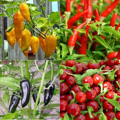 ibains Green chilli plant seed70 Seed(70 per packet)