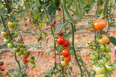 yamkay tomato Seed(25 per packet)
