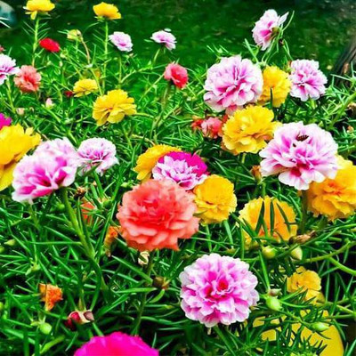 CYBEXIS Time Flower400 Seeds Seed(400 per packet)