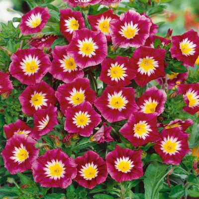 CYBEXIS KGF -71 - Morning Glory Ensign Red - (100 Seeds) Seed(100 per packet)