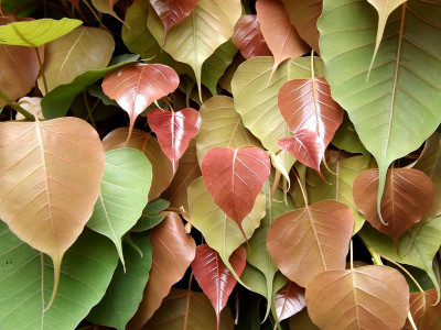 EasySeeds Peepal seed,Pipal Seed,Bodhi Tree Seed,Sacred Fig Seed,Ficus Religiosa Seed(10 per packet)