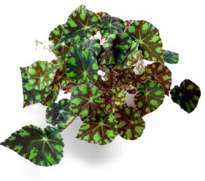 WILLVINE XLL-154 Begonia Bowerae Var. Roseflora Evergreen Perennial Seeds Seed(25 per packet)
