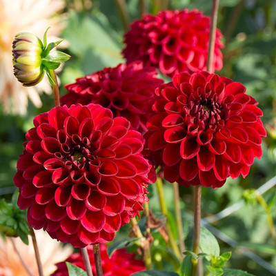 Aywal HYBRID SEEDS Dahlia Mixed Seed(6 g)