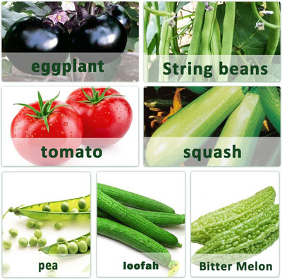 CYBEXIS Vegetable Package Includes 7 Varities Seed(10 g)