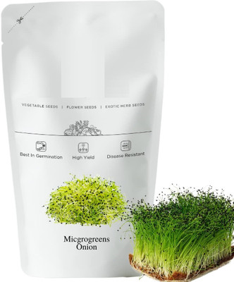 WILLVINE SCI -XVI Onion Micro Greens Seeds [5g] Seed(3000 per packet)