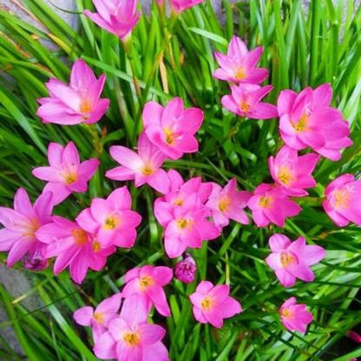 Globalplants Rain lilly Seed(5 per packet)