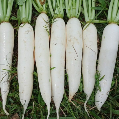 VINTI Rasih Everest White Radish Seed(2500 per packet)