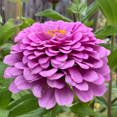 CYBEXIS NBIR-59 - Lavender Purple Zinnia - (270 Seeds) Seed(270 per packet)