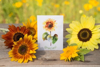 CYBEXIS HUA-82 - Sunflower Packets - Helianthus - (1350 Seeds) Seed(1350 per packet)