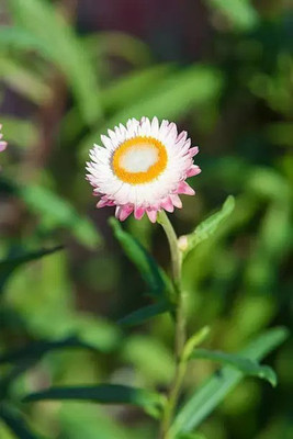 MAA Helichrysum Seed(15 per packet)