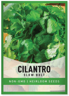 Biosnyg Coriander/Cilantro Slow Bolt[500 Seeds] Seed(500 per packet)