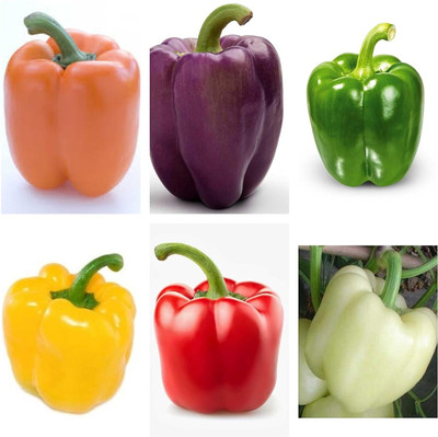 DIVINE CAPSICUM Seed(45 per packet)