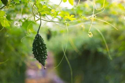 Paudhaa F1 BEST QUALITY BITTER GOURD SEEDS Seed(15 per packet)