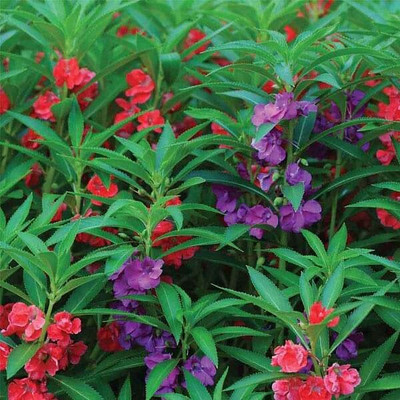 Epazo BALSAM DOUBLE FLOWER Seed(28 per packet)