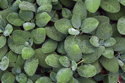CYBEXIS GUA-83 - Sage - (1350 Seeds) Seed(1350 per packet)