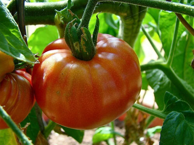 CYBEXIS Tomato - Pink Brandywine - Seeds2000 Seeds Seed(2000 per packet)